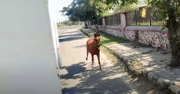 Horse Chases After Ambulance That’s Transporting Her Ill Friend
