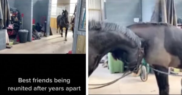 Horse Friends See Each Other Again After Years Apart