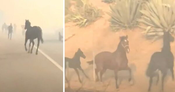 Horse Goes Back Into The Wildfire To Save Her Family