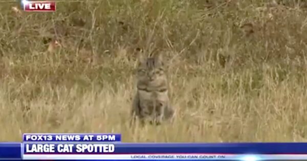 House Cat Plays The Role Of Wild Cougar On The Loose For The Local News