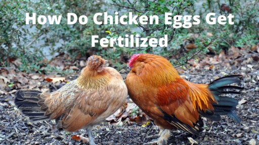 How Do Chicken Eggs Get Fertilized? All You Need To Know