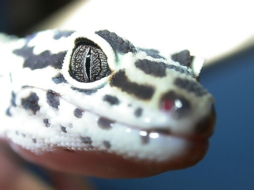 leopard gecko macro