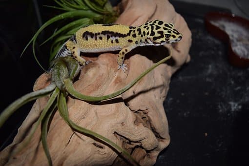 Leopard Gecko, Pet, Pets, Animal