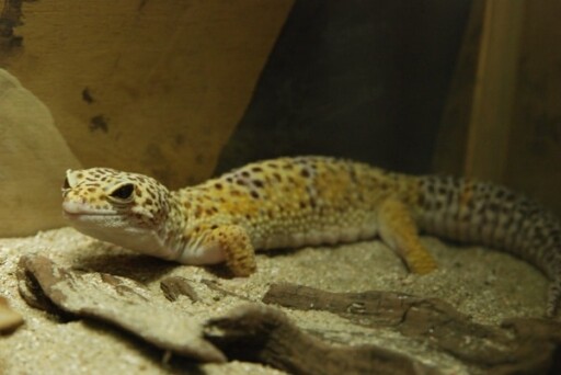 Leopard Gecko