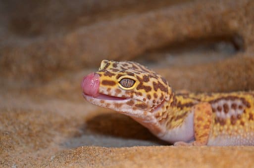Leopard Gecko, Gecko, Reptile, Reptiles