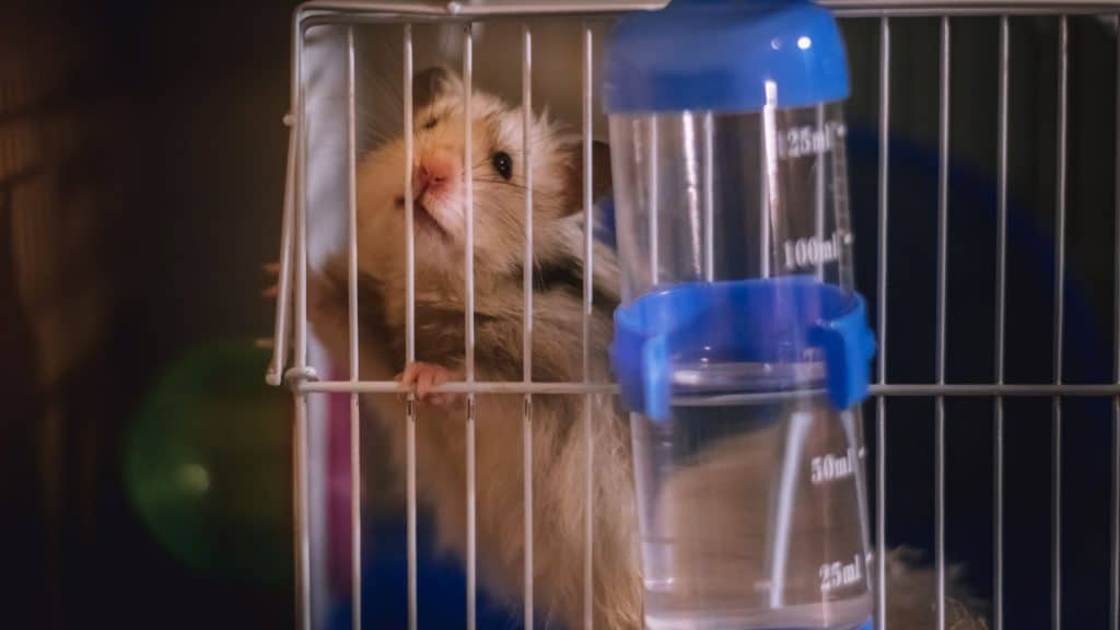 Hamster in cage drinking water