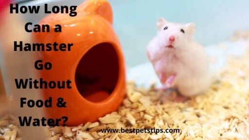 How Long Can a Hamster Go Without Food & Water?