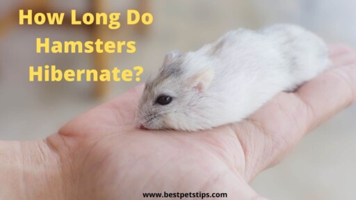How Long Do Hamsters Hibernate? All You Need To Know?