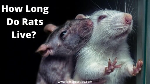 How Long Do Rats Live? All You Need To Know
