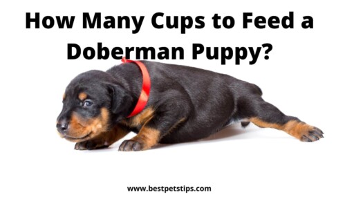 How Many Cups to Feed a Doberman Puppy?