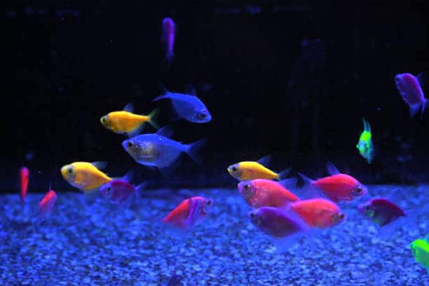 Glofish 