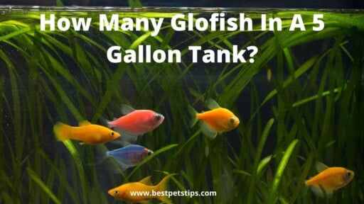 How Many Glofish In A 5 Gallon Tank?