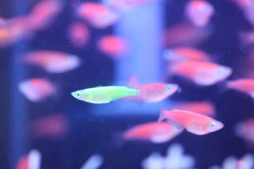 Glofish danio 