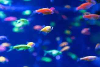 Glofish 
