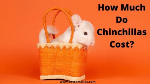 How Much Do Chinchillas Cost? All You Need To Know