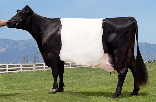 The first EX-94 Dutch Belted scores
