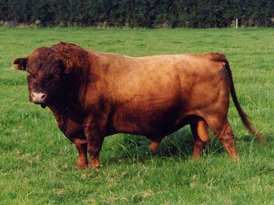 Eagleridge Dexter Bull and cows from past to present. | Cattle, Farm  animals, Dexter cattle