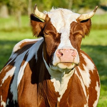 Cow, Brown White, Spotted, Fur