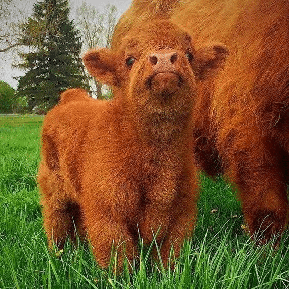 16 Adorable and Ultra Fluffy Animals Will Melt Your Heart - I Can Has  Cheezburger? | Cute baby cow, Fluffy cows, Baby cows