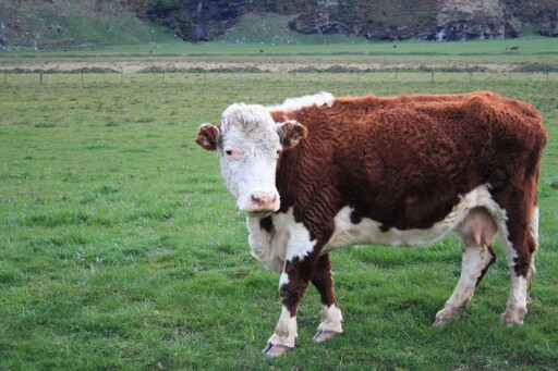 Hereford Cow, Cow, Pasture, Farm