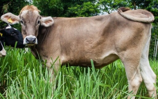Brown Swiss Cattle Facts, Profile, and Characteristics | Agri Farming