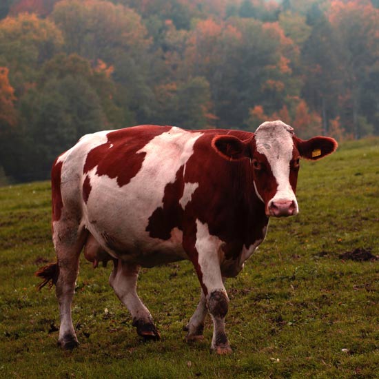 Ayrshire Cattle: Heritage Livestock Breeds | MOTHER EARTH NEWS