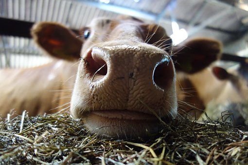 Guernsey Cattle, Cow, Animal, Cows Nose