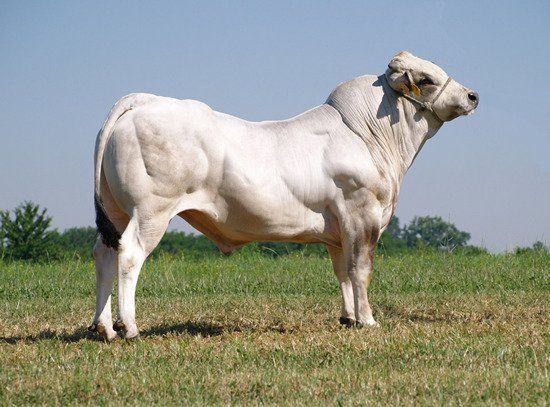 32 Best Piedmontese Cattle ideas | cattle, farm yard, livestock