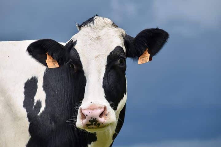 Cow, Holstein Cow