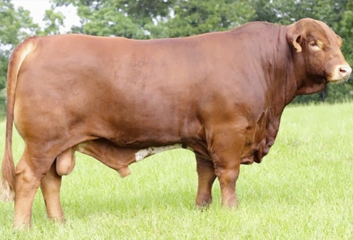 Beef Master, an ideal breed for meat production in Colombia - Tridge
