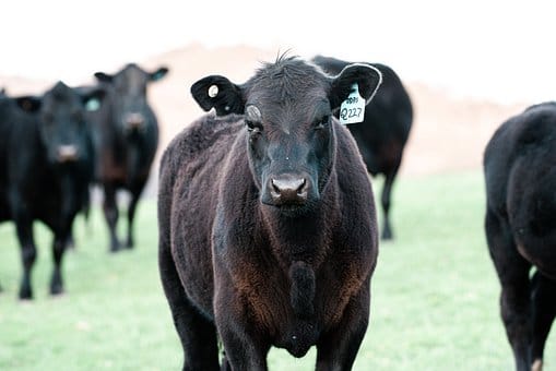 Cow, Black Angus, Farm, Cattle, Animal