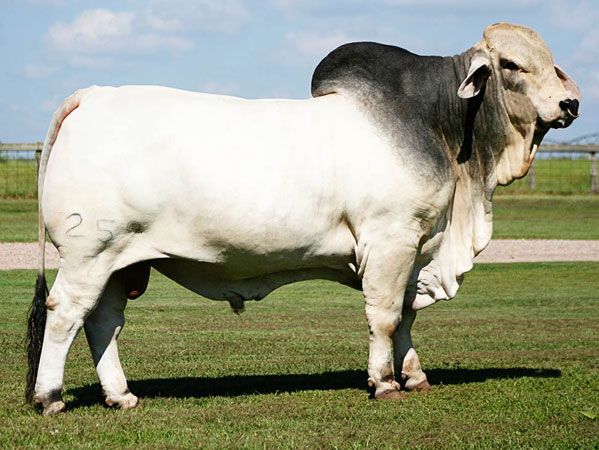 V8 Ranch — Registered Brahman Cattle, Ranches located in Boling and  Hungerford, Texas | Desenho de touro, Vacas, Gado