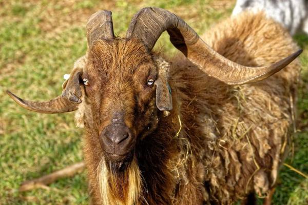 Spanish Goat Breed Profile: An Expert Survivor - Backyard Goats