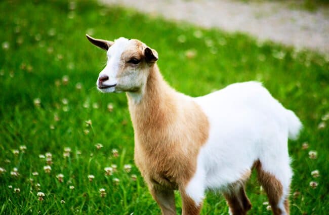 Fainting Goat - Description, Habitat, Image, Diet, and Interesting Facts