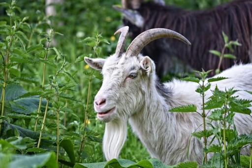 Saanen Goat, Goat, Domestic Goat, Animal