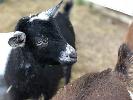 Goat, Goats, Kid, Black, Eye, Closeup