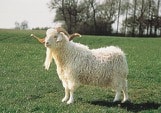 Angora goat | breed of goat | Britannica