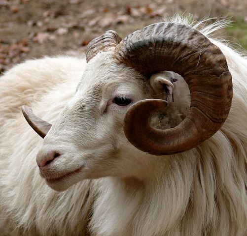 Ram, Head, Horn, Fauna, Goat, Mammal