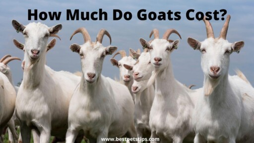 How Much Do Goats Cost? All You Need To Know