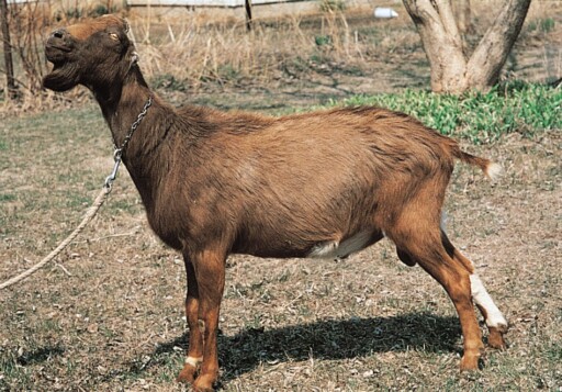 LaMancha | breed of goat | Britannica