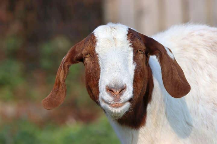 Goat, Boer Goat, Ruminant, Portrait