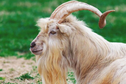 Kiko Goat: Breed Info, Characteristics, Breeding, and Care
