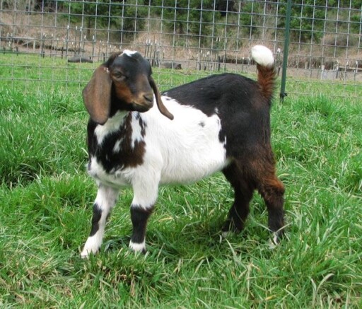 Mini Nubian Goats for Sale | Nubian goat, Goats for sale, Goat picture