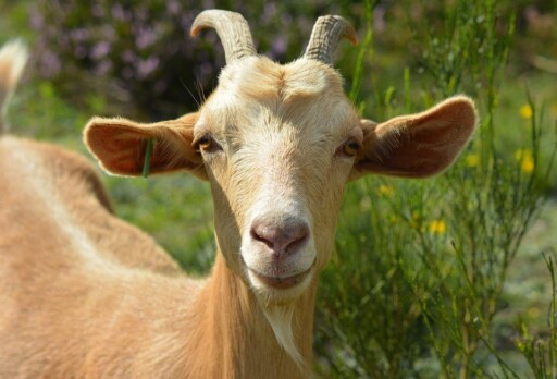 Goat, Billy Goat, Desire, Goat Portrait, Portrait, Lugs