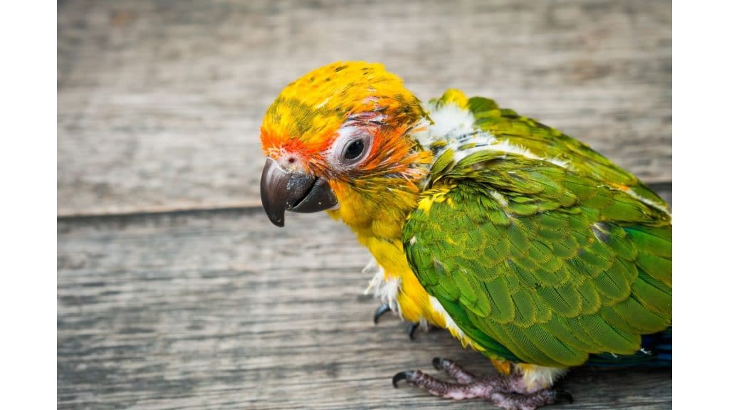 Conure parrot