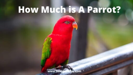 How Much Is A Parrot? Here’s Everything You Need to Know.