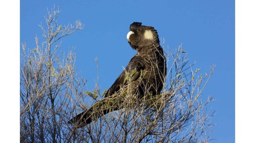 Large cockatoos