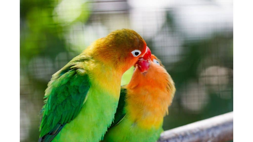 Love birds