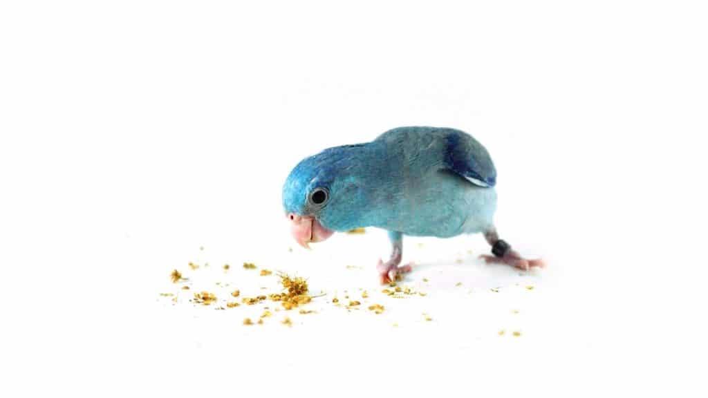 Parrotlet