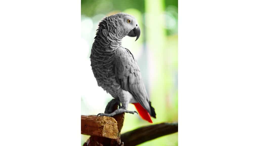 African Grey